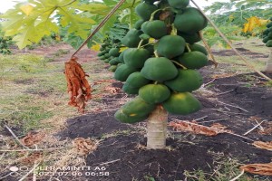 Red Lady Pawpaw from Papua New Guinea